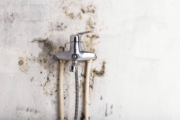 Best Fast Mold Removal  in Summerside, OH