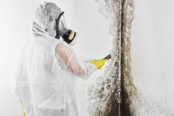 Best Home Mold Removal  in Summerside, OH