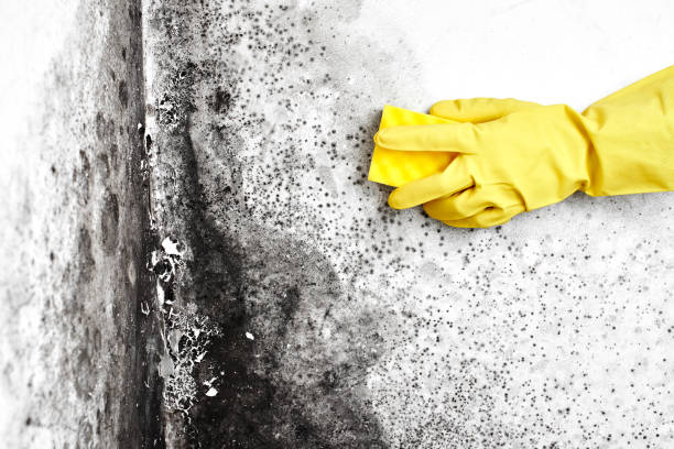 Best Residential Mold Removal  in Summerside, OH