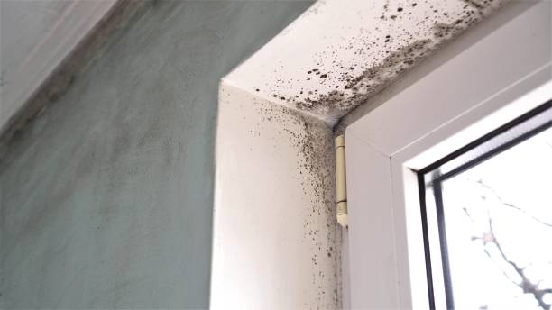 Best Emergency Mold Removal  in Summerside, OH