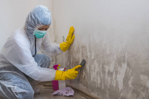 Best Home Mold Removal  in Summerside, OH