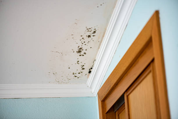 Best Professional Mold Removal  in Summerside, OH
