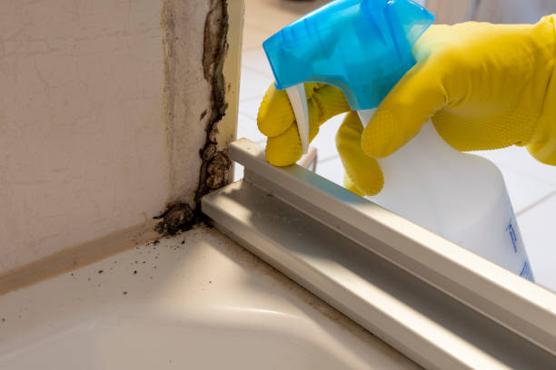 Best Commercial Mold Removal  in Summerside, OH