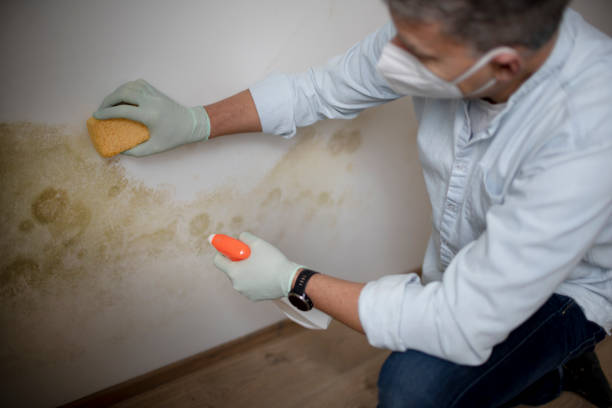 Best Attic Mold Removal  in Summerside, OH