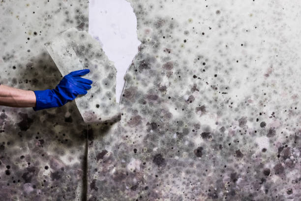 Best Toxic Mold Removal  in Summerside, OH