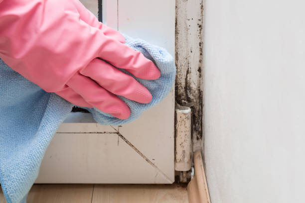 Best Attic Mold Removal  in Summerside, OH