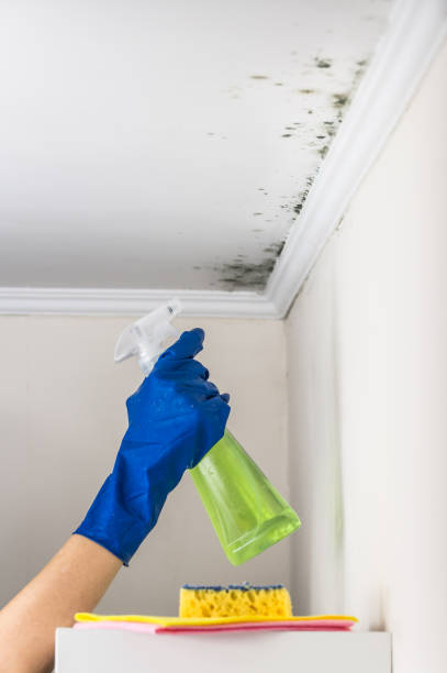 Best Certified Mold Removal  in Summerside, OH